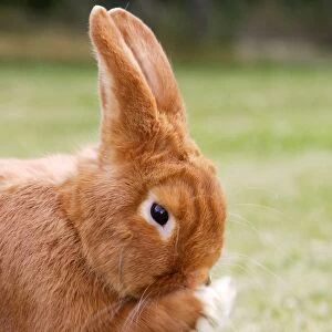Rabbit - Sachsengold - cleaning face. Originated in Germany