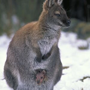 Red-necked Wallaby / Bennett's Wallaby - Australia - Marsupial - Mother and joey in pouch - In snow - The common large wallaby of the forests of eastern Australia and Tasmania - Males grow up to 888 mm