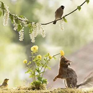 Red Squirrel, bullfinch and greenfinch with globeflowers