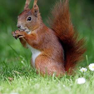 Red Squirrel - Feeding on hazel nuts in garden Lower Saxony, Germany
