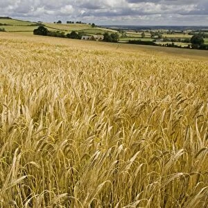 Ripe barley field ready for harvest Mickleton Cotswolds UK
