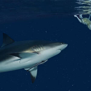 Shark approaching swimmer at night. Increasingly, people and sharks come into contact as humans spend their leisure time in the seas and oceans. Many people fear sharks and particularly being attacked/bitten by one
