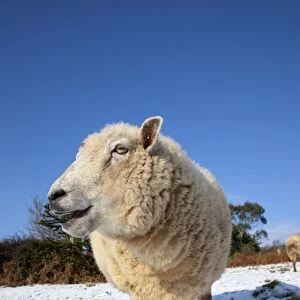 Sheep - in the snow - Cornwall - UK