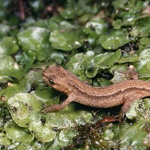 Smooth / Common Newt - young on liveworts UK