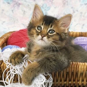 Somali Cat - kitten in basket of wool