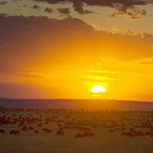 Sunset over Serengeti National Park - looking into Serengeti from Kenyan border - Masai Mara Triangle - Kenya
