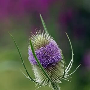 Teasel planted on the edge of a bog garden with out of focus Lythrum in background. East Sussex garden in July