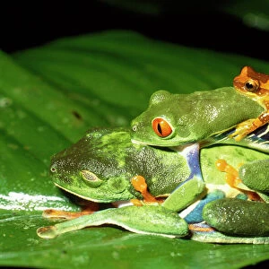 Treefrogs Related Images