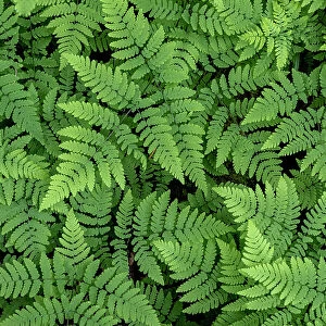 USA, Washington State, Olympic National Forest. Oak fern patterns. Date: 26-05-2021