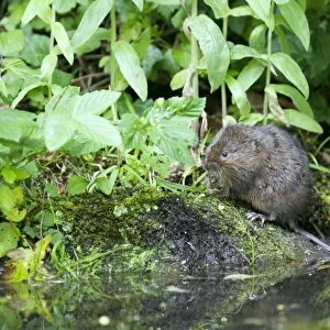 Water Vole - Feeding on river bank - Sussex - UK MA002356