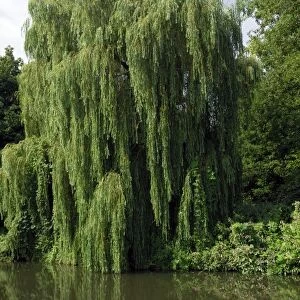This Weeping Willow was found on a tributary of the Medway, near Tonbridge, Kent