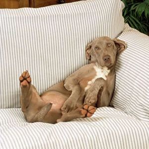 Weimaraner Dog - lying on sofa