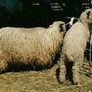 Wensleydale Sheep SGI 2819 & Lamb © ARDEA LONDON
