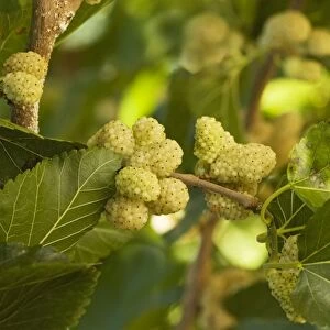 White Mulberry Morus alba with ripe berries. Food of silkworm moths. Greece