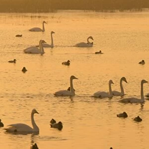 Whooper Swans and other waterfowl (Cygnus cygnus) at sunset in winter; Welney, Cambridgeshire