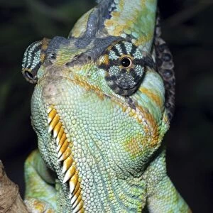 Yemen Chameleon- Yemen; shows eyes swivel independently