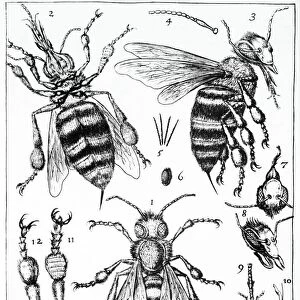Bee anatomy, historical artwork