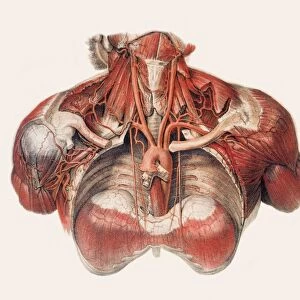Blood vessels of chest and neck