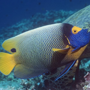 Blue-face angelfish