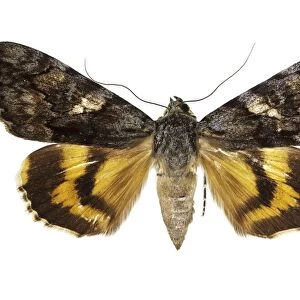 Catocala conversa moth C016 / 2103