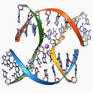 DNA Holliday junction, molecular model F006 / 9285