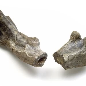 Dryosaurus dinosaur, fossil thigh bone C016 / 5036