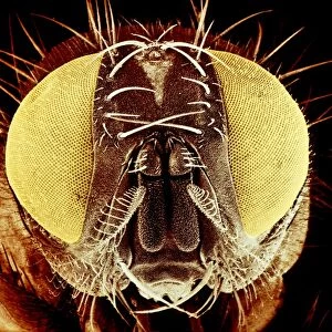 False-colour SEM of the head of a housefly