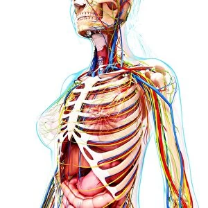 Female anatomy, artwork F007 / 3771
