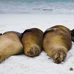 Galapagos sea lions resting on a beach C013 / 7471