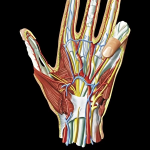 Hand anatomy, artwork