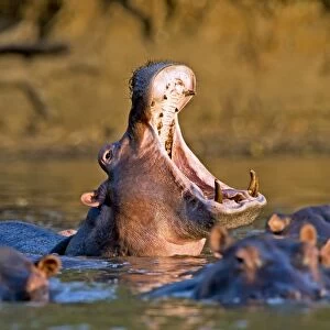 Hippo with its mouth open C015 / 6479