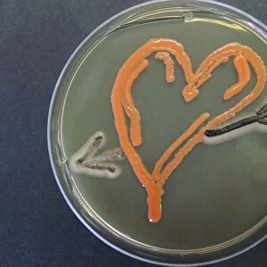 Love, microbial art