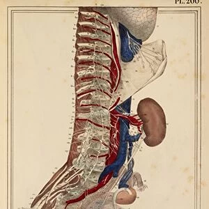 Lumbar spinal nerves, 1825 artwork