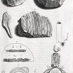 Natural history specimens, 18th century C013 / 7818