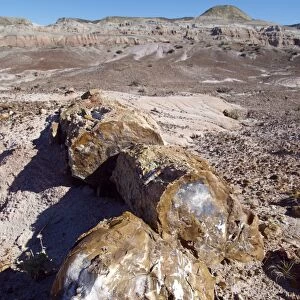 Petrified forest, Argentina C014 / 0997