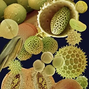 Pollen grains, SEM C016 / 9439