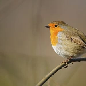 Robin perched on a plant stem