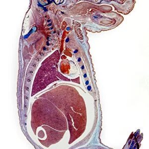 Section through a rat embryo