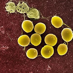 Staphylococcus aureus bacteria, SEM C017 / 7138