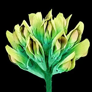 Suckling clover (Trifolium dubium), SEM C015 / 9248