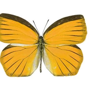 Tailed orange butterfly