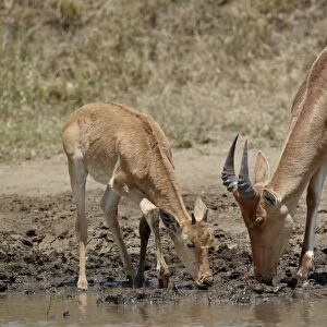 Adult and young Cokes hartebeest (Alcelaphus buselaphus cokii) drinking