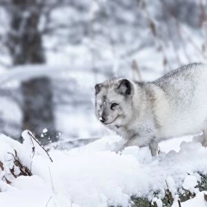 Arctic fox vixen (Vulpes lagopus), captive, Highland Wildlife Park, Kingussie, Scottish Highlands