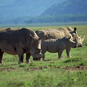 Black rhino family