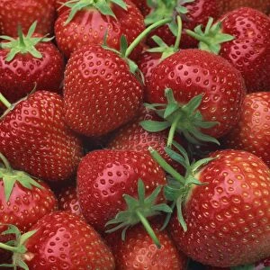 Close-up of a number of red strawberries in Kent, England, United Kingdom, Europe
