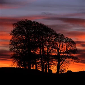 Clump of trees at sunrise, Avebury, Wiltshire, England, United Kingdom, Europe