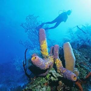 Coral formations and underwater diver