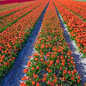 Dutch tulips in bloom in a bulb field in early spring, Lisse, South Holland, Netherlands