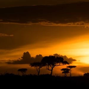 Eland at sunset, Masai Mara, Kenya, East Africa, Africa