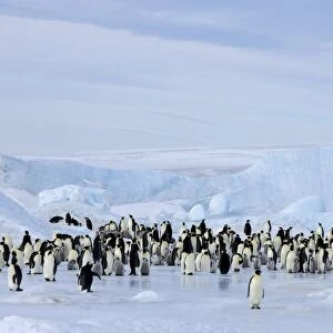 Emperor penguin colony (Aptenodytes forsteri), Snow Hill Island, Weddell Sea